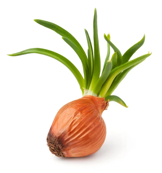 Grown onion — Stock Photo, Image