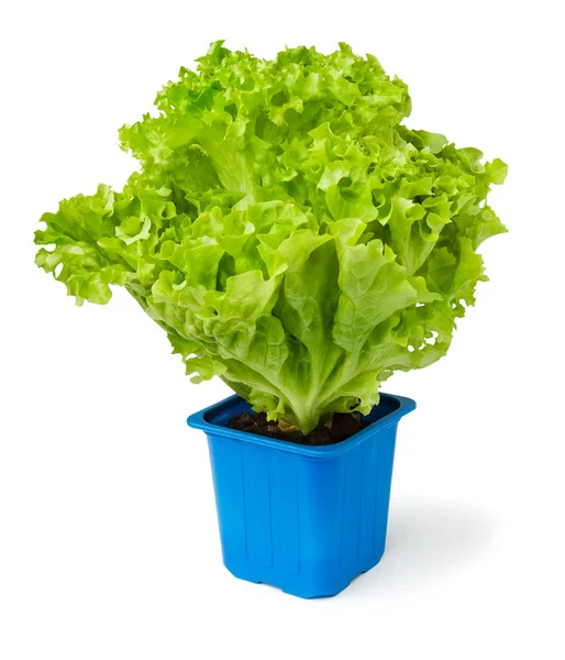 Lettuce plant in a blue pot — Stock Photo, Image
