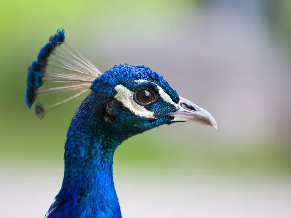 Peacock head closeup — Stock Photo, Image