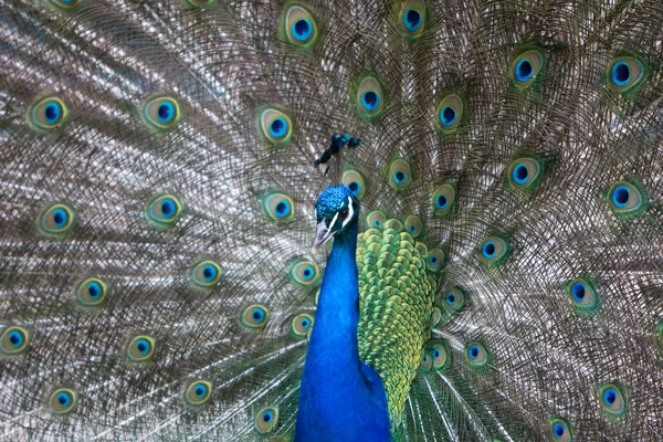 Peacock verspreiding staart veren — Stockfoto