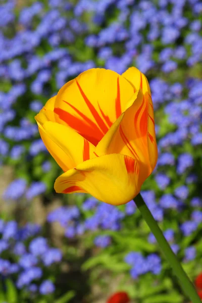 Colorato bella natura tulipani — Foto Stock