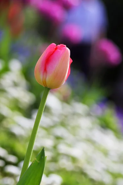 Bunt schöne Natur Tulpen — Stockfoto