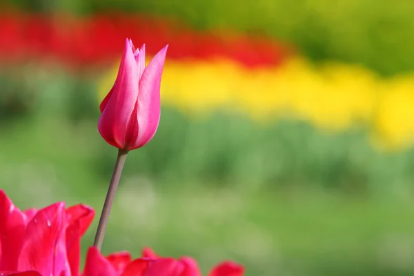 Bunt schöne Natur Tulpen — Stockfoto