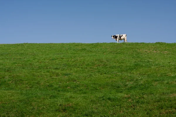 Egyetlen magányos tej tehén — Stock Fotó