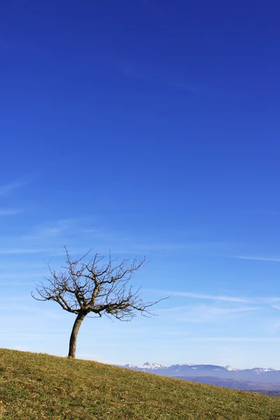 Singolo albero solitario & cielo blu — Foto Stock