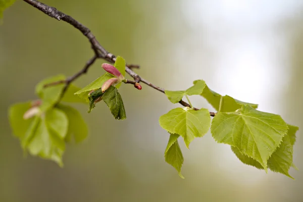 Branche avec bourgeons et feuilles . Photo De Stock