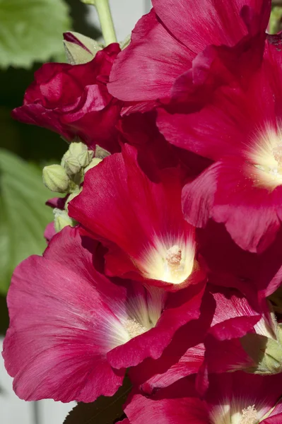 Φωτεινά κόκκινα λουλούδια στην άνθιση. Royalty Free Εικόνες Αρχείου