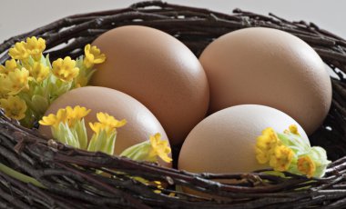 çırpı Nest kahverengi yumurta.