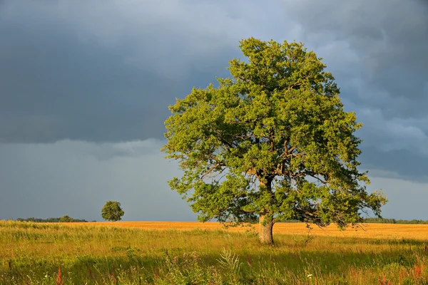 Egyes fa egy mezőben. — Stock Fotó