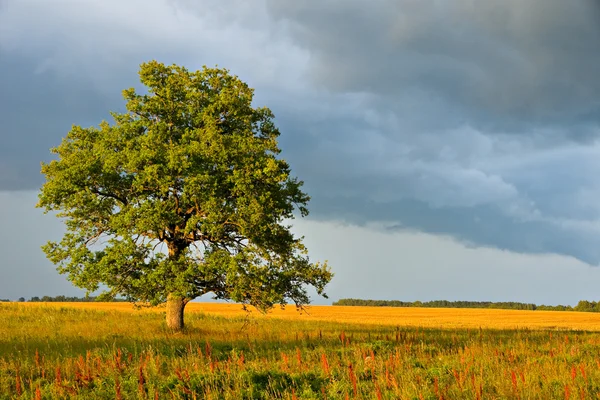 Ενιαίο δέντρο σε ένα πεδίο. — Φωτογραφία Αρχείου