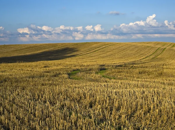 Harvest field. — Stock Photo, Image