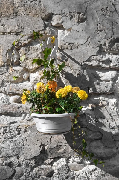 Pot de fleurs. — Photo