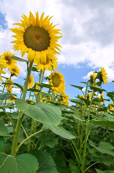 Sonnenblumenfeld. — Stockfoto
