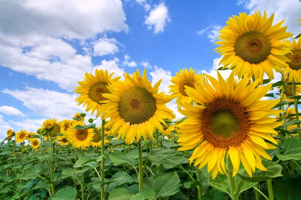 Sunflower field. Stock Image