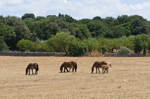 Cavalli che pascolano in un recinto . — Foto Stock