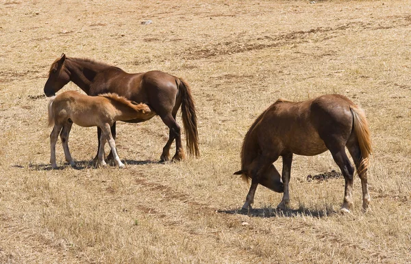 Paarden grazen in een paddock. — Stockfoto