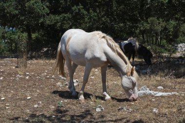 otlayan atlar.