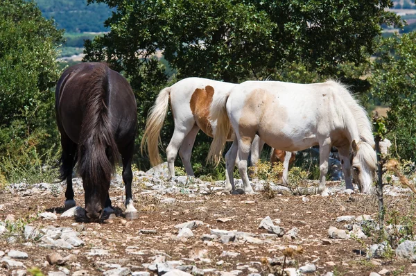 Paarden grazen in een paddock. — Stockfoto