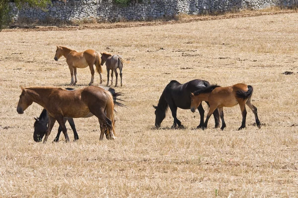 Hästar betar i en paddock. — Stockfoto