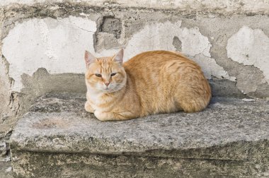 Orange tabby cat crouched on stair-step. clipart