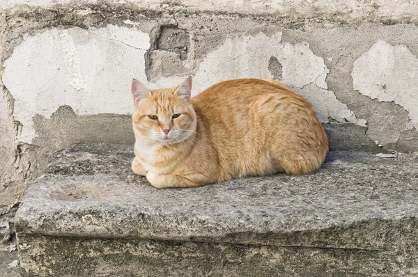 Orange tabby cat crouched on stair-step. — Stock Photo, Image