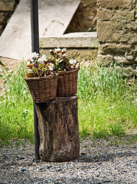 Proutěné košíky s květinami. — Stock fotografie