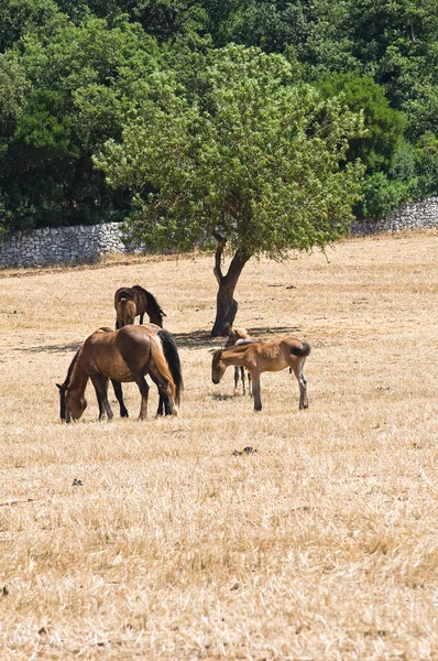Pferde auf der Weide in einer Koppel. — Stockfoto