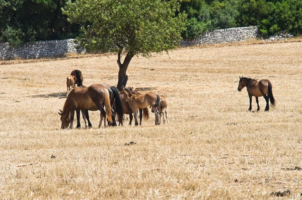 Cavalli che pascolano in un recinto . — Foto Stock