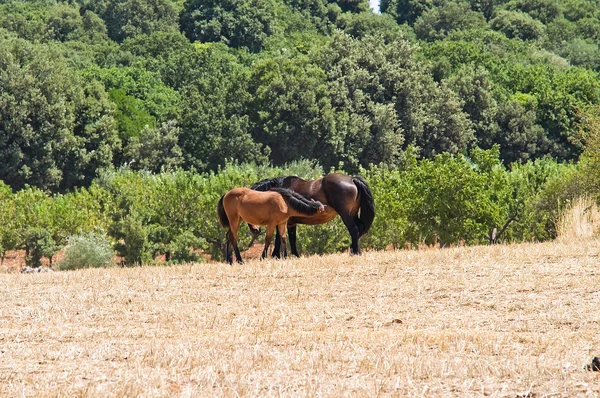 Hästar betar i en paddock. — Stockfoto