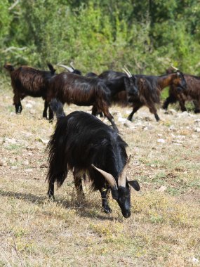 Goats in countryside. clipart