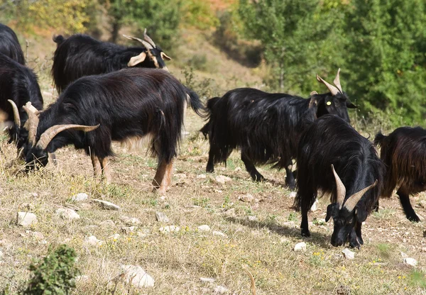 Goats in countryside. — Stock Photo, Image