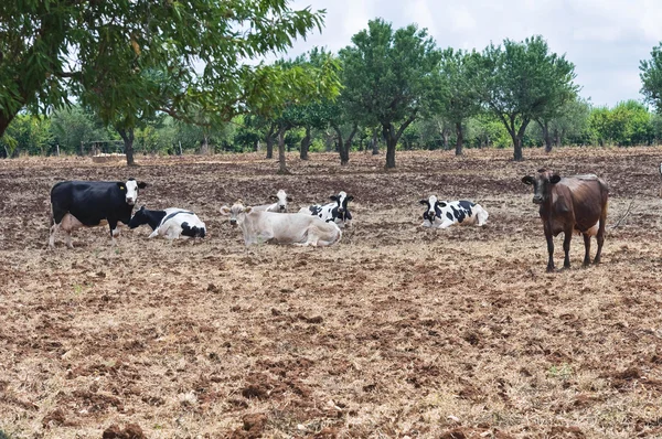 Koeien in platteland. — Stockfoto