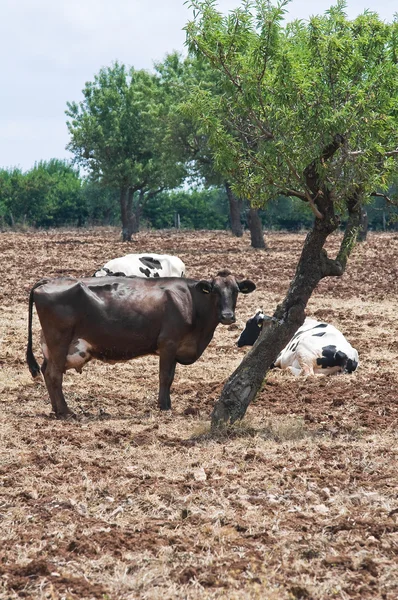 Mucche in campagna . — Foto Stock