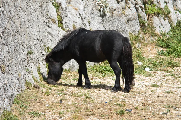 Black horse grazing. — Stock Photo, Image