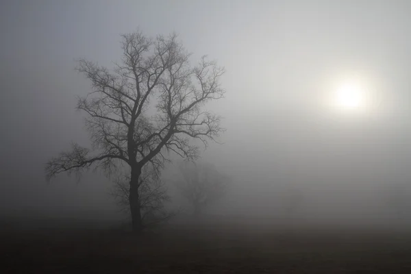 Туманний ранковий — стокове фото