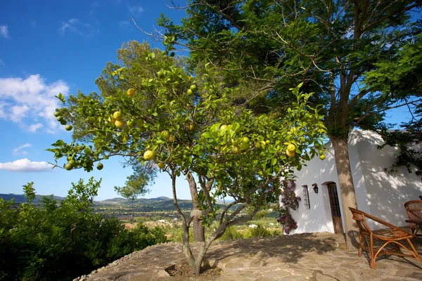 伊维萨岛和柠檬树中的地中海家 — 图库照片
