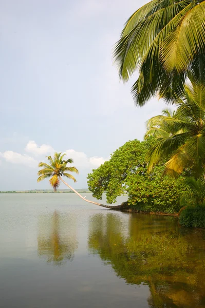 Canals in the Back Waters in Kerala — Stock Photo, Image