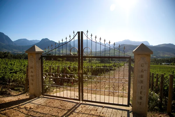 Vineyard in the south of Franschhoek — Stock Photo, Image