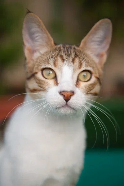 Närbild av en söt katt — Stockfoto