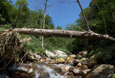 Sakin orman Nehri