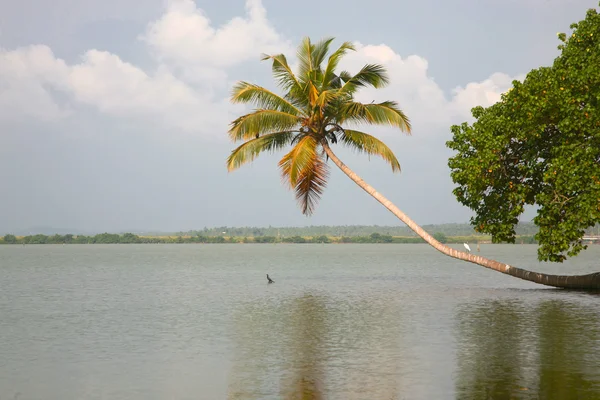 Canais nas águas traseiras em Kerala — Fotografia de Stock