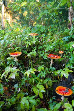 enFly agaric paddestoelen