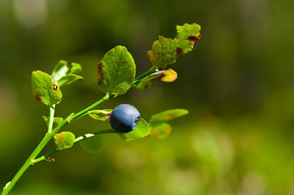 Blauwe bosbes — Stockfoto