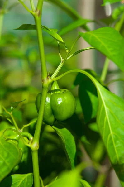 Gröna unga peppar — Stockfoto