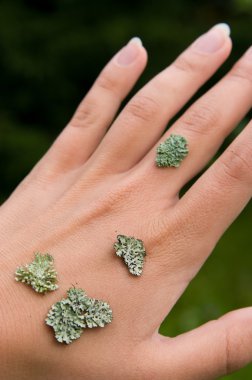 Lichen on the hand clipart