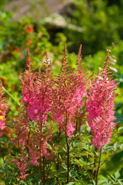 pembe astilbe çiçekler