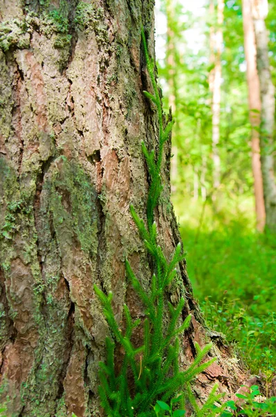 stock image Lycopodium