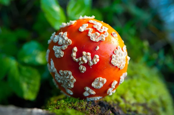 Muchomůrka houby — Stock fotografie