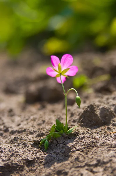 Survival — Stock Photo, Image