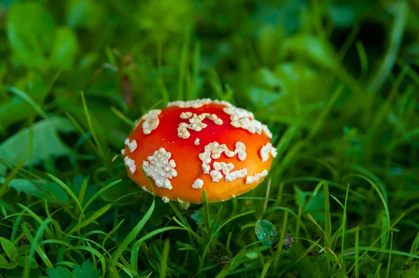 Mouche champignon agarique — Photo